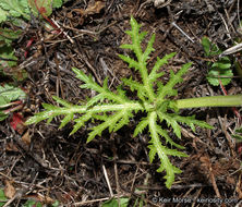 Image of sharptooth blacksnakeroot