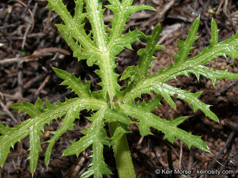 Image of sharptooth blacksnakeroot