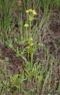 Image of sharptooth blacksnakeroot