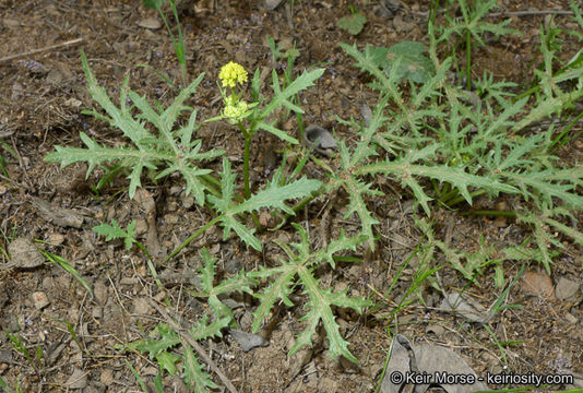 Image of sharptooth blacksnakeroot