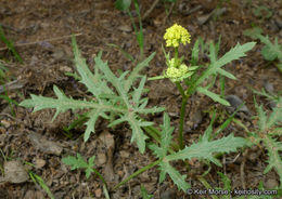 Image of sharptooth blacksnakeroot