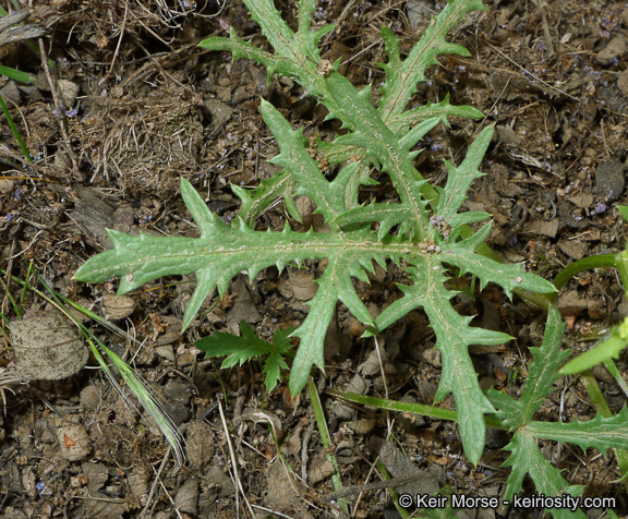 Image of sharptooth blacksnakeroot