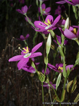 Image de Zeltnera venusta (A. Gray) G. Mansion