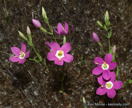 Image of charming centaury