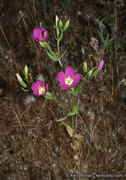 Image de Zeltnera venusta (A. Gray) G. Mansion