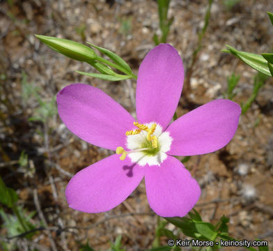 Image de Zeltnera venusta (A. Gray) G. Mansion