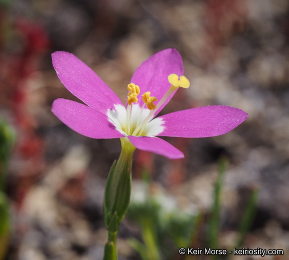 Image of charming centaury