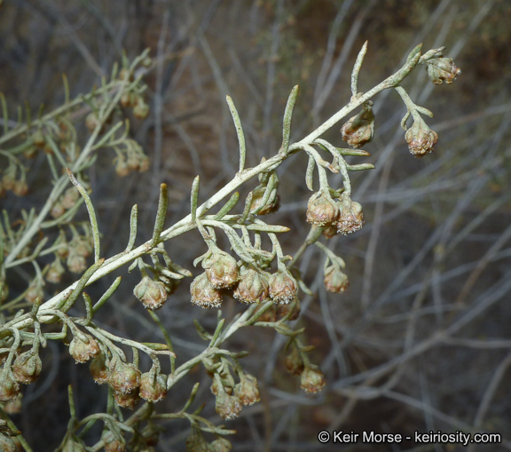 Image of coastal sagebrush