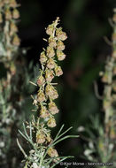 Image of coastal sagebrush