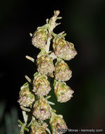 Image of coastal sagebrush