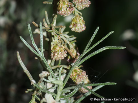 Image of coastal sagebrush