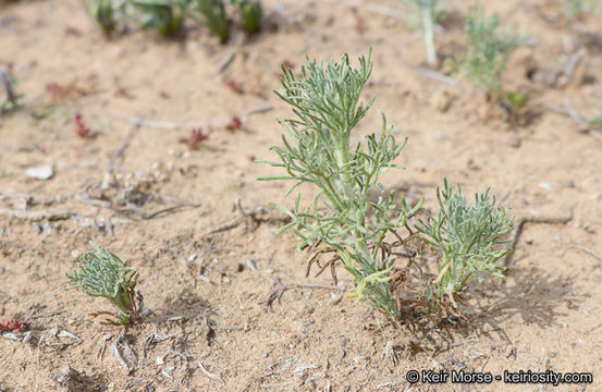 Image of coastal sagebrush