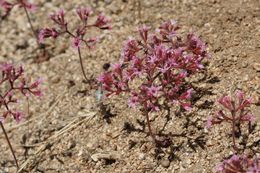 Image of Ramona spineflower