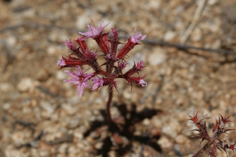 Image of <i>Chorizanthe <i>fimbriata</i></i> var. fimbriata