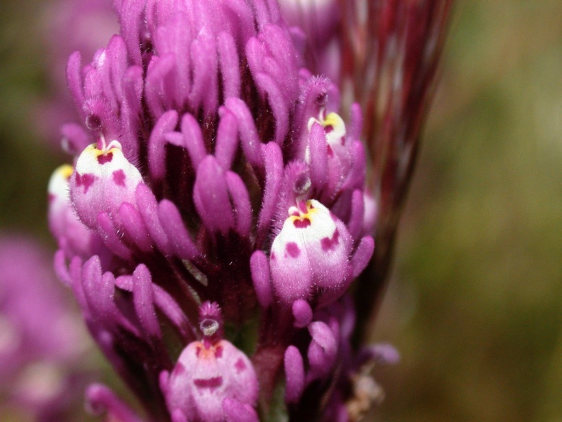 Image of exserted Indian paintbrush