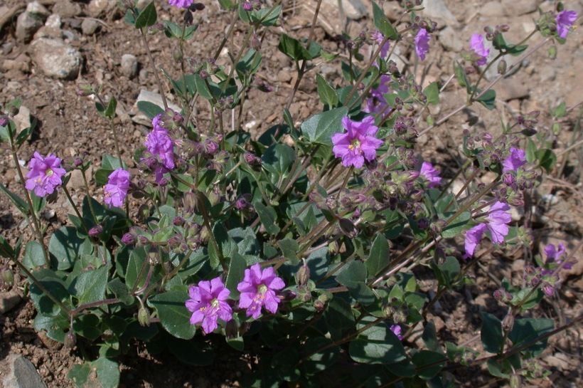 Image of California four o'clock