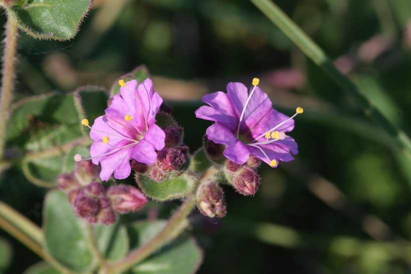 Image of California four o'clock