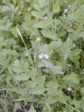 Слика од Erodium moschatum (L.) L'Her.