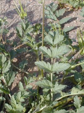 Image of musky stork's bill