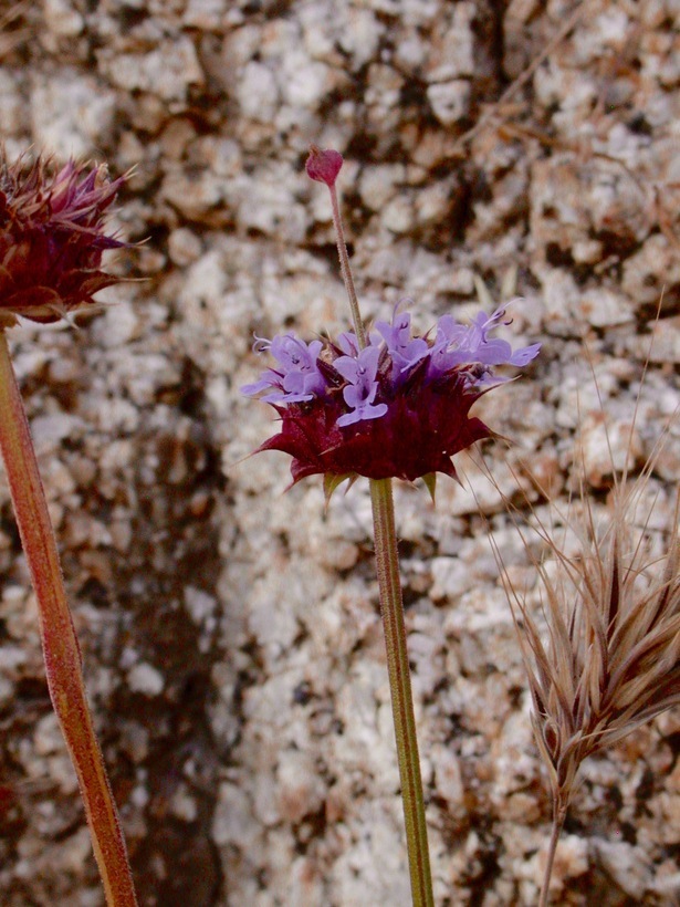 Imagem de Salvia columbariae Benth.