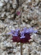 Imagem de Salvia columbariae Benth.