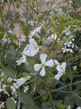 Image of wild radish