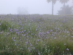 صورة Dichelostemma capitatum (Benth.) Alph. Wood