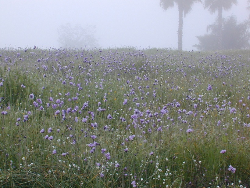 صورة Dichelostemma capitatum (Benth.) Alph. Wood