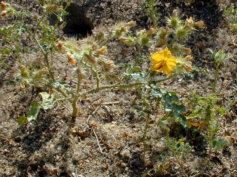 Image of <i>Solanum rostratum</i>