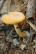 Image of Conifer scalycap