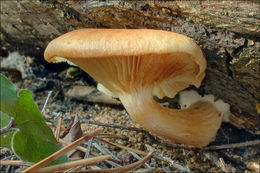 Image of Conifer scalycap