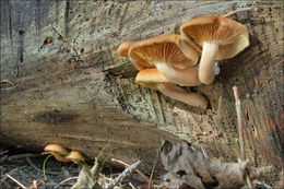 Image of Conifer scalycap