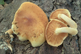 Image of Conifer scalycap