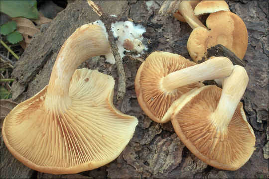 Image of Pholiota astragalina (Fr.) Singer 1951