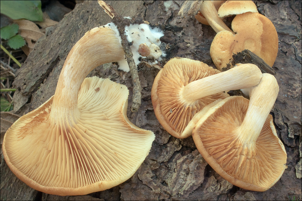 Image of Conifer scalycap