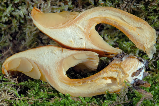 Image of Conifer scalycap