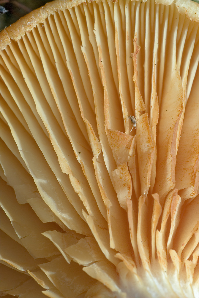 Image of Conifer scalycap