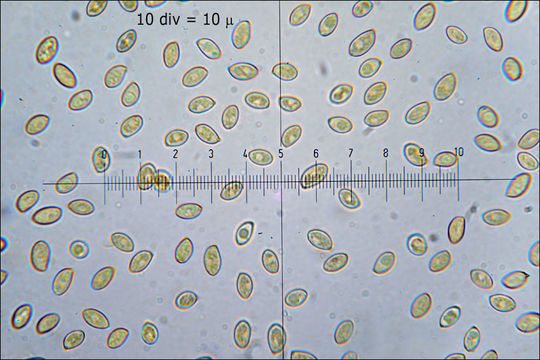 Image of Conifer scalycap