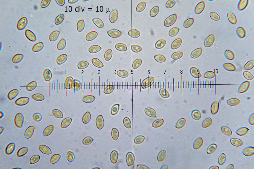 Image of Conifer scalycap