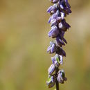 Image of blue pygmyflower