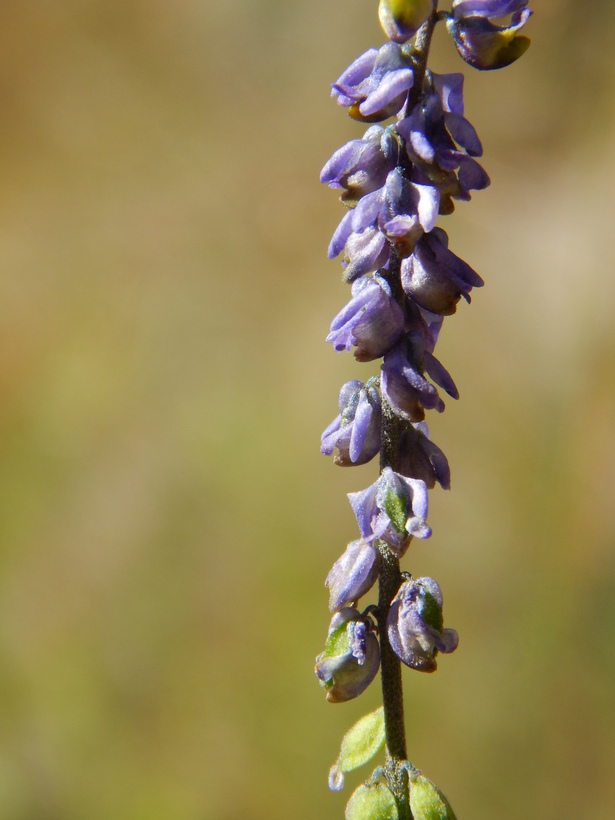 Image of blue pygmyflower