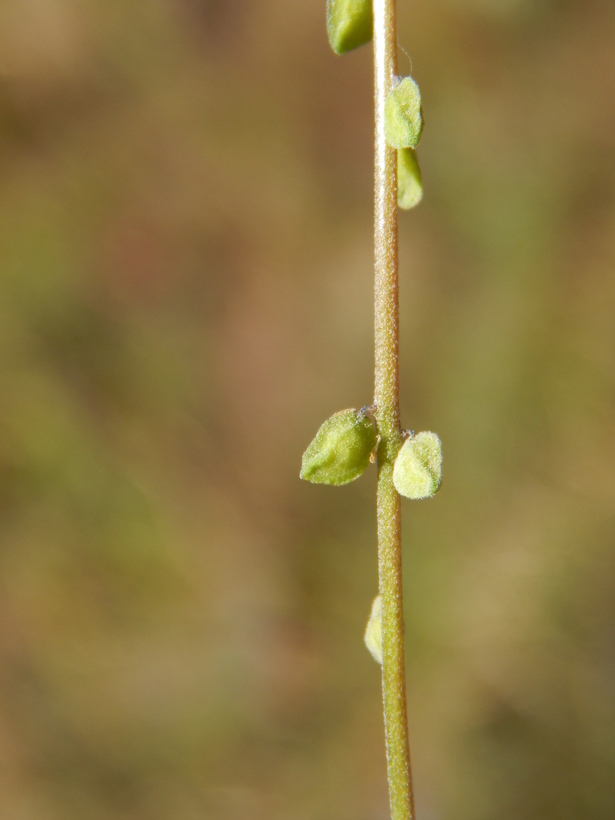 Image of blue pygmyflower