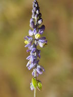 Image of blue pygmyflower