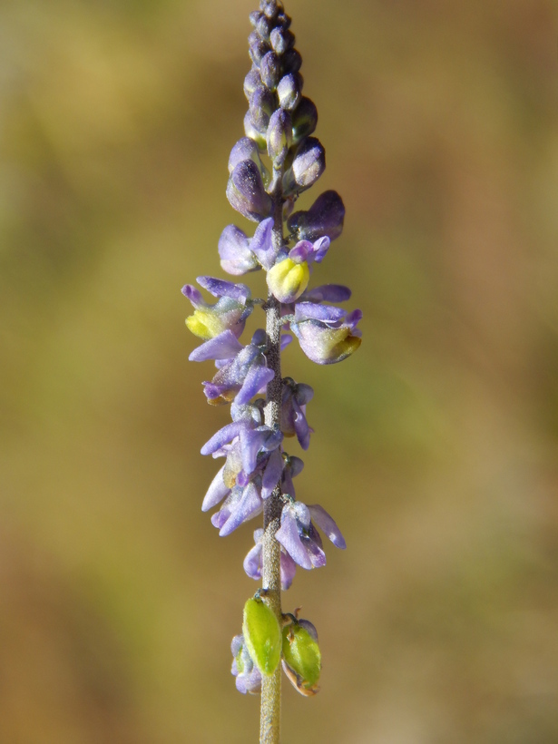 Image of blue pygmyflower