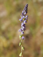 Image of blue pygmyflower