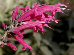 Imagem de Salvia townsendii Fernald