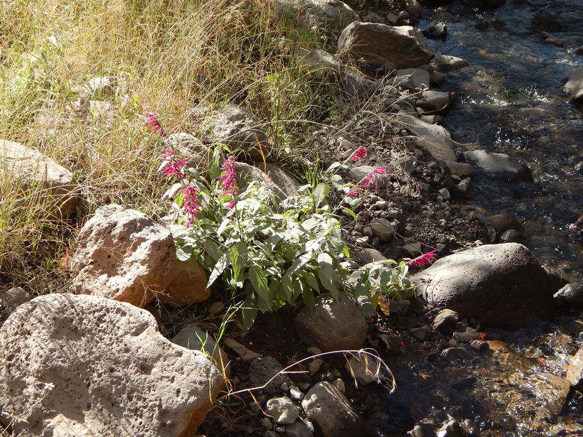 Imagem de Salvia townsendii Fernald