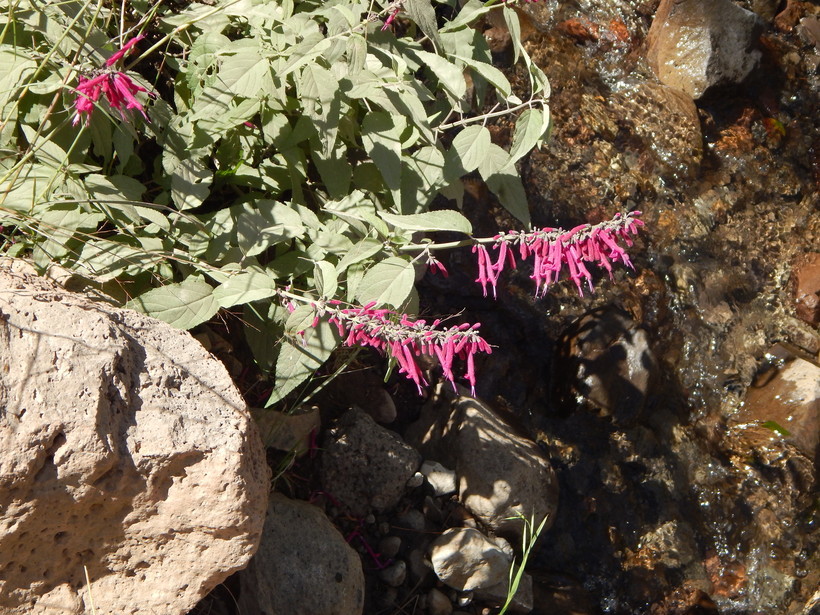 Imagem de Salvia townsendii Fernald