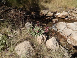 Imagem de Salvia townsendii Fernald