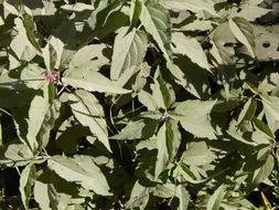 Imagem de Salvia townsendii Fernald